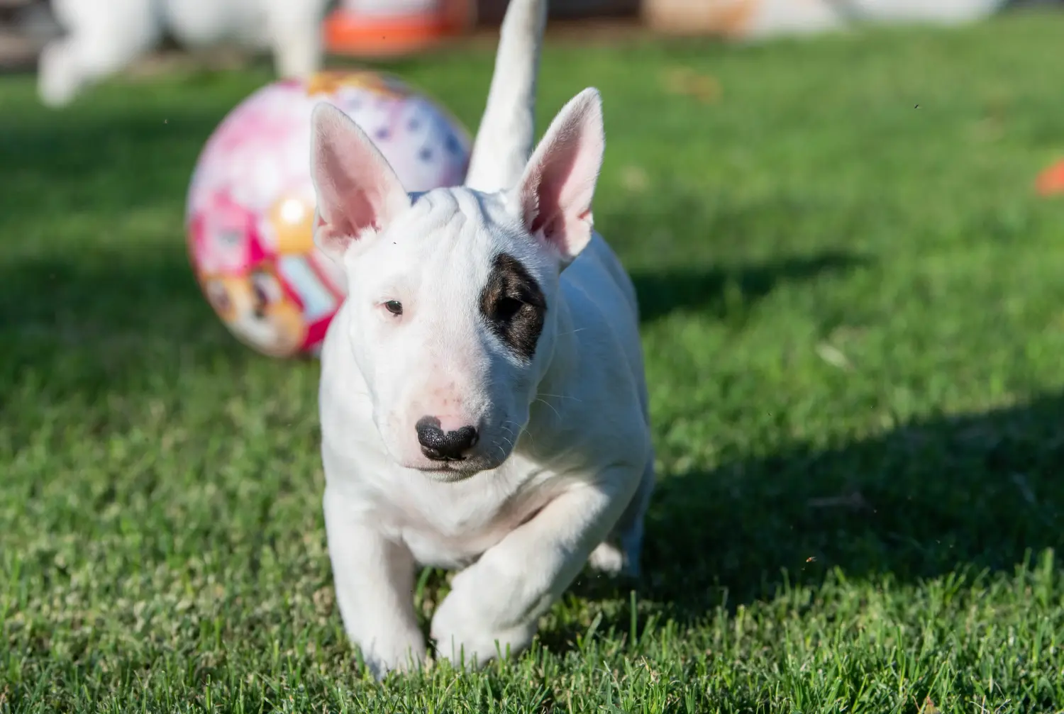 Een Miniature Bull Terrier puppy kopen betekent verantwoordelijkheid nemen! Dwerg Bull Terrier puppy's kopen.