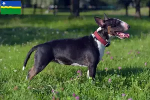 Lees meer over het artikel Dwergkees fokkers en puppies in Flevoland