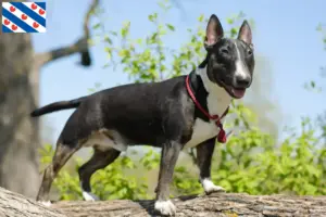 Lees meer over het artikel Dwergkees fokkers en puppies in Friesland