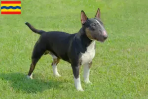 Lees meer over het artikel Dwergkees fokkers en pups in Overijssel