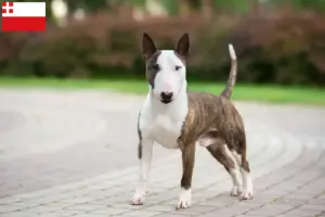 Lees meer over het artikel Dwergkees fokkers en pups in Utrecht