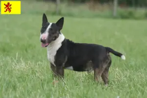 Lees meer over het artikel Dwergkees fokkers en pups in Zuid-Holland