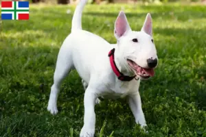 Lees meer over het artikel Dwergkees fokkers en pups in Groningen