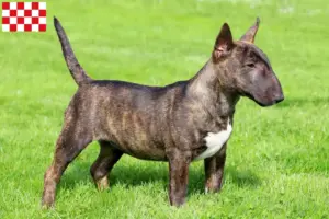 Lees meer over het artikel Dwergkees fokkers en pups in Noord-Brabant