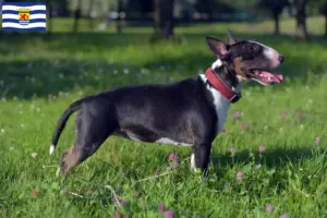 Lees meer over het artikel Dwergkees fokkers en pups in Zeeland