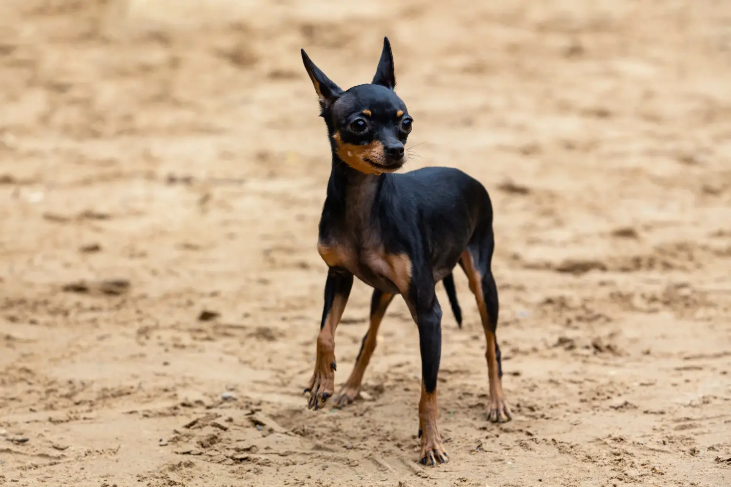 Een Engelse Toy Terrier puppy kopen betekent verantwoordelijkheid nemen! Engelse Toy Terrier puppy kopen.