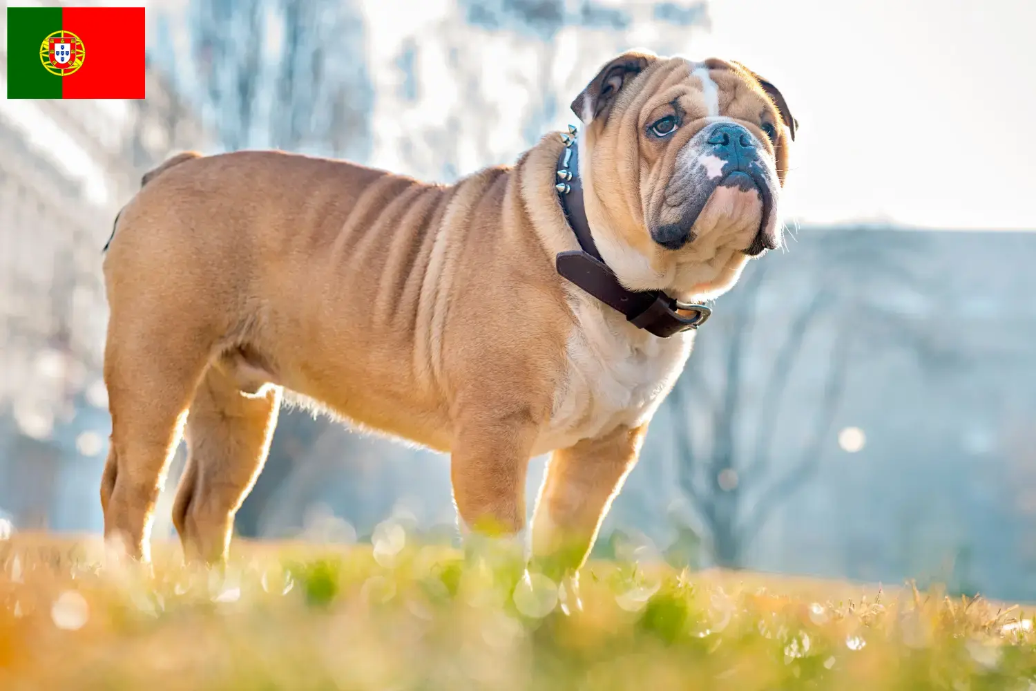 Lees meer over het artikel Engelse Bulldog fokkers en pups in Portugal