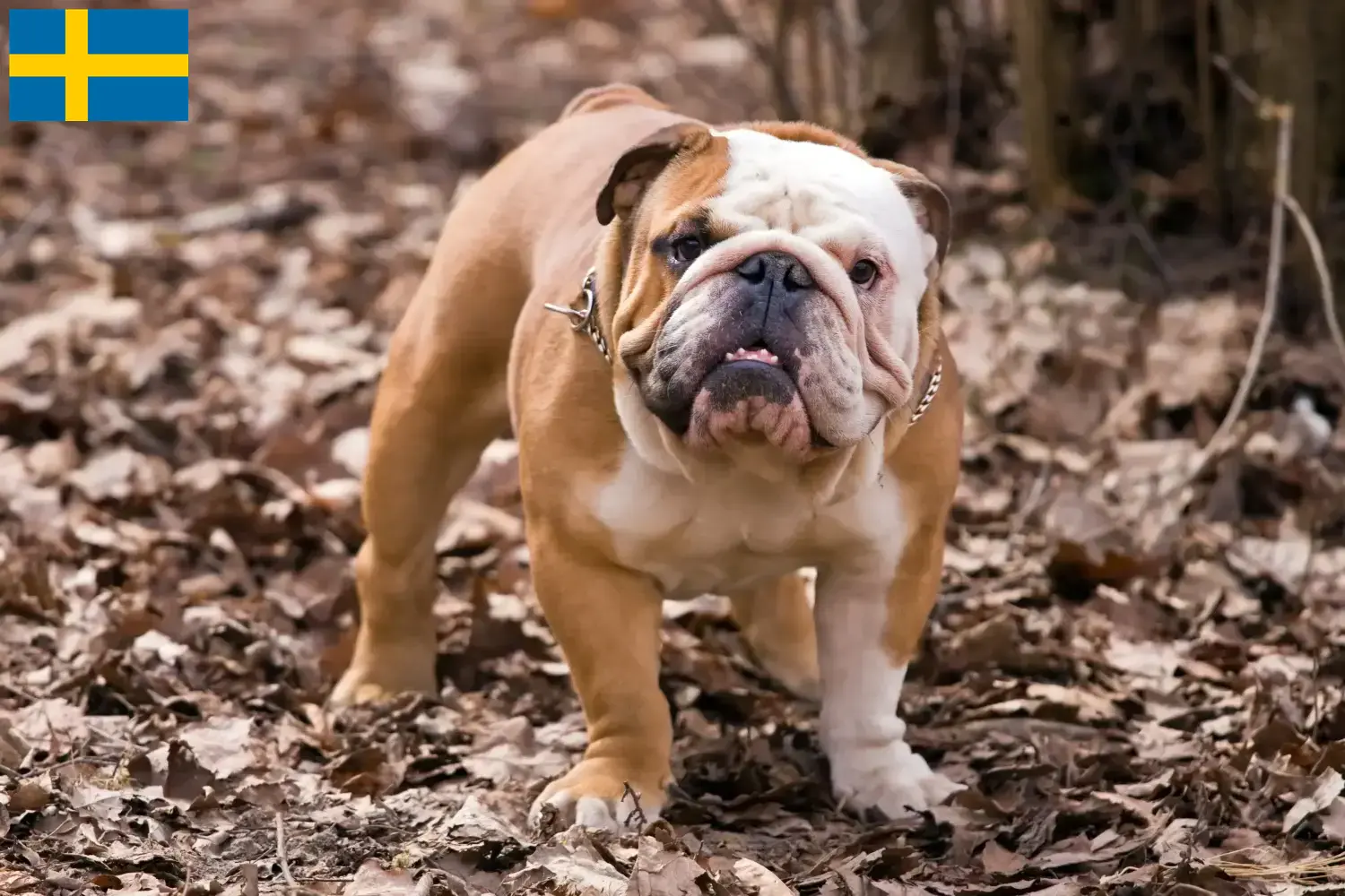 Lees meer over het artikel Engelse Bulldog fokkers en pups in Zweden