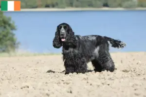Lees meer over het artikel Engelse Cocker Spaniël fokkers en pups in Ierland