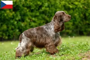 Lees meer over het artikel Engelse Cocker Spaniel fokkers en pups in Tsjechië