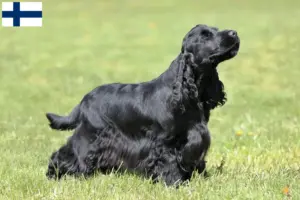 Lees meer over het artikel Engelse Cocker Spaniel fokkers en pups in Finland