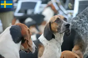 Lees meer over het artikel Engelse Foxhound fokkers en pups in Zweden