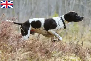 Lees meer over het artikel Engelse Pointer fokkers en pups in Groot-Brittannië