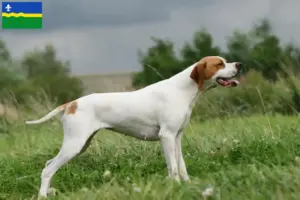 Lees meer over het artikel Engelse Pointer fokkers en pups in Flevoland