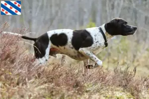 Lees meer over het artikel Engelse Pointer fokkers en pups in Friesland