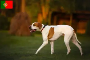 Lees meer over het artikel Engelse Pointer fokkers en pups in Portugal