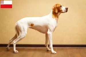 Lees meer over het artikel Engelse Pointer fokkers en pups in Utrecht