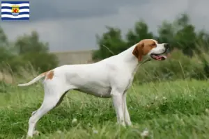 Lees meer over het artikel Engelse Pointer fokkers en pups in Zeeland