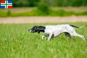 Lees meer over het artikel Engelse Pointer fokkers en pups in Groningen