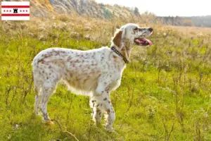 Lees meer over het artikel Engelse Setter fokkers en pups in Drenthe