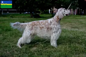 Lees meer over het artikel Engelse Setter fokkers en pups in Flevoland