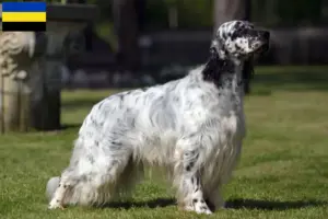 Lees meer over het artikel Engelse Setter fokkers en pups in Gelderland
