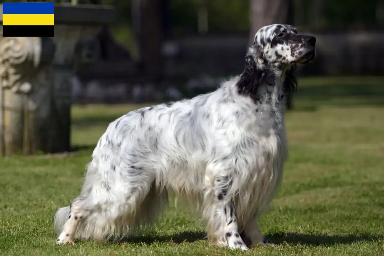 Engelse Setter puppies en fokkers Gelderland Zoek Engelse Setter fokkers in Gelderland.