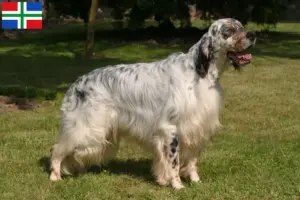 Lees meer over het artikel Engelse Setter fokkers en pups in Groningen