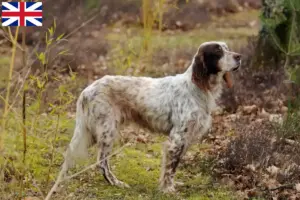 Lees meer over het artikel Engelse Setter fokkers en puppies in Groot-Brittannië
