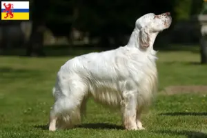 Lees meer over het artikel Engelse Setter fokker en pups in Limburg