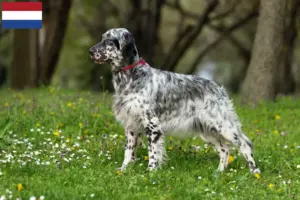 Lees meer over het artikel Engelse Setter fokkers en pups in Nederland