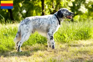 Lees meer over het artikel Engelse Setter fokkers en pups in Noord-Holland