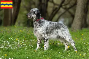Lees meer over het artikel Engelse Setter fokkers en pups in Overijssel