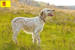 Lees meer over het artikel Engelse Setter fokkers en pups in Zuid-Holland