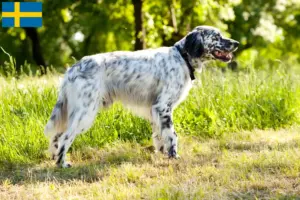 Lees meer over het artikel Engelse Setter fokkers en pups in Zweden