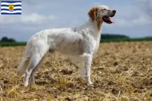 Lees meer over het artikel Engelse Setter fokkers en pups in Zeeland