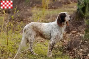 Lees meer over het artikel Engelse Setter fokkers en pups in Noord-Brabant