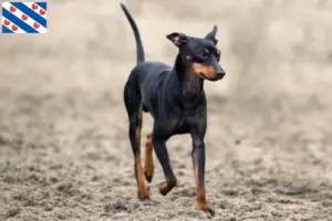 Lees meer over het artikel Engelse Toy Terrier fokkers en pups in Friesland
