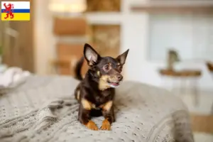 Lees meer over het artikel Engelse Toy Terrier fokkers en pups in Limburg