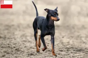 Lees meer over het artikel Engelse Toy Terrier fokkers en pups in Utrecht