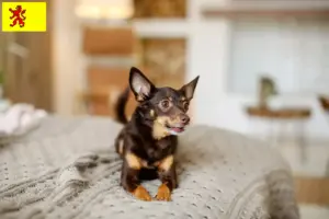 Lees meer over het artikel Engelse Toy Terrier fokkers en pups in Zuid-Holland