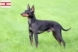 Lees meer over het artikel Engelse Toy Terrier fokkers en pups in Drenthe