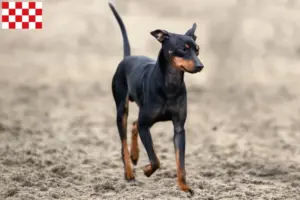 Lees meer over het artikel Engelse Toy Terrier fokkers en pups in Noord-Brabant
