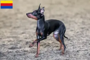 Lees meer over het artikel Engelse Toy Terrier fokkers en pups in Noord-Holland