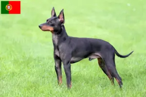 Lees meer over het artikel Engelse Toy Terrier fokkers en pups in Portugal