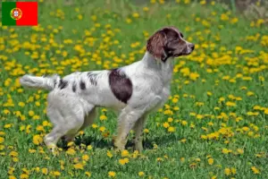 Lees meer over het artikel Engelse Springer Spaniël fokkers en pups in Portugal