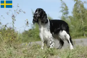 Lees meer over het artikel Engelse Springer Spaniël fokkers en pups in Zweden