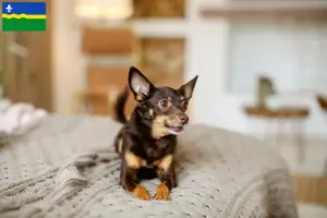 Lees meer over het artikel Engelse Toy Terrier fokkers en pups in Flevoland