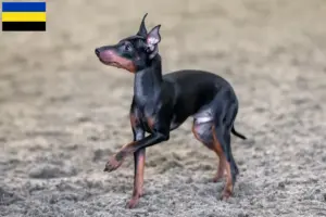 Lees meer over het artikel Engelse Toy Terrier fokkers en pups in Gelderland