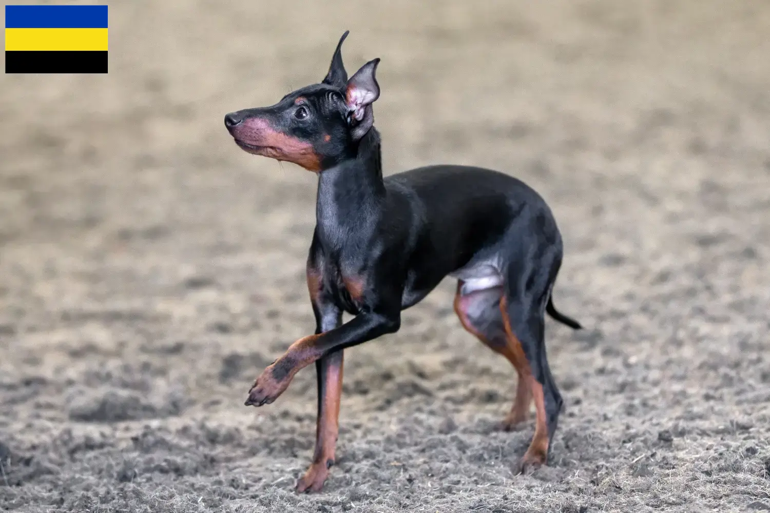 Lees meer over het artikel Engelse Toy Terrier fokkers en pups in Gelderland